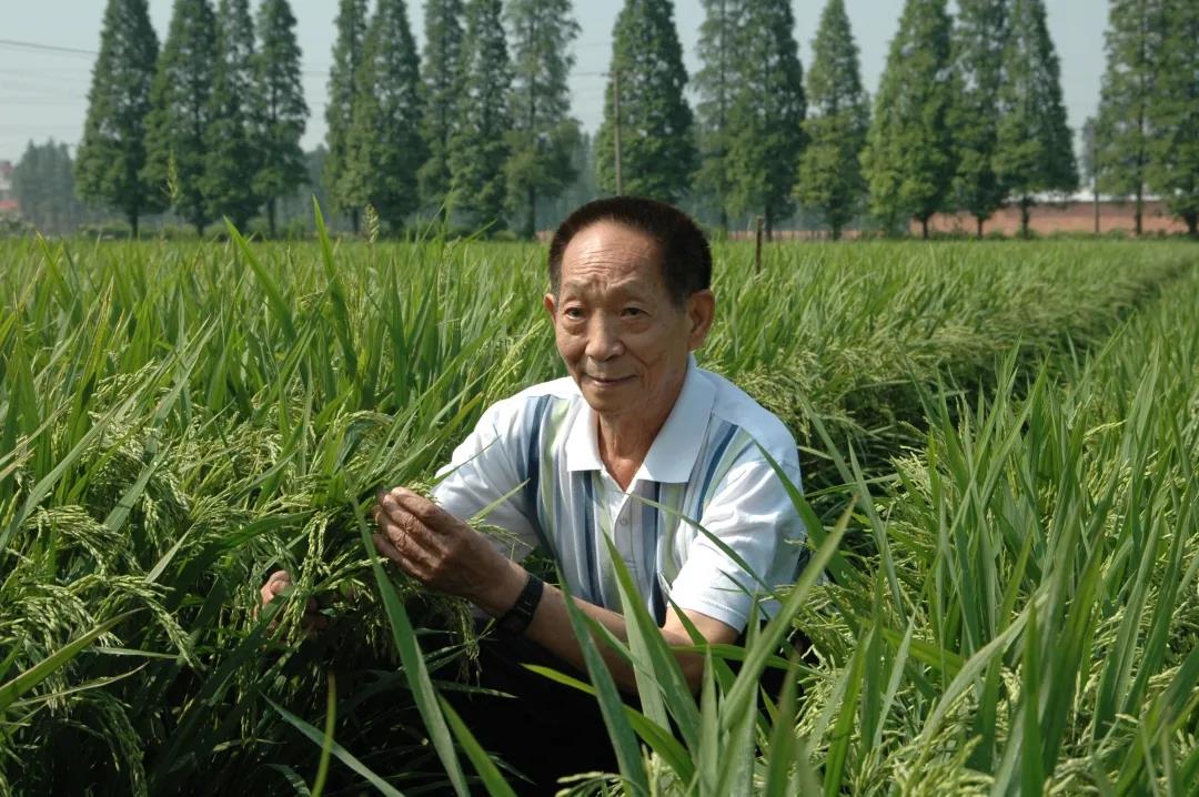 55年前，袁隆平這個(gè)"叛逆"結(jié)論，跨過(guò)"禁區(qū)"